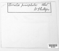 Euantennaria pinophila image